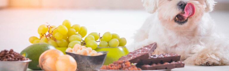 Descubre los alimentos prohibidos para perros y cómo actuar ante un caso de intoxicación