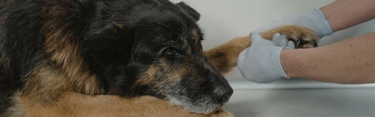 Descubre el antiinflamatorio para perros, tipos e indicaciones veterinarias