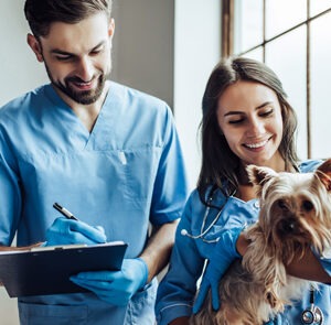 estudiar el curso de auxiliar de veterinaria te permitirá trabajar como asistente del veterinario
