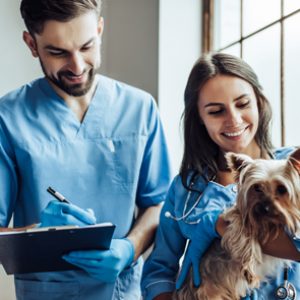 estudiar el curso de auxiliar de veterinaria te permitirá trabajar como asistente del veterinario