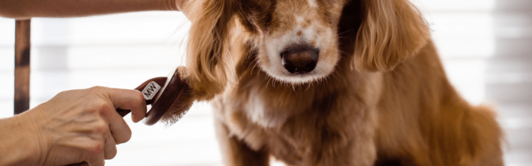 ¿Por qué se da la caída de pelo en perros y cómo frenarla?