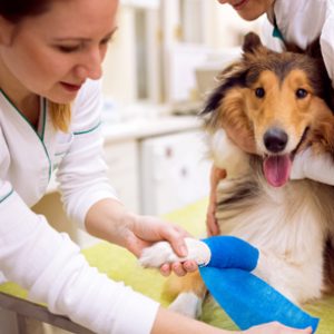 Aprende con el Curso de Atención Clínica en Centros Veterinarios