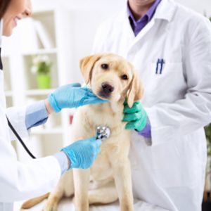 estudiar el curso de ayudante técnico veterinario te preparará para ser asistente en clínicas veterinarias