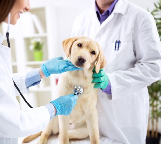 estudiar el curso de ayudante técnico veterinario te preparará para ser asistente en clínicas veterinarias
