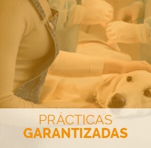estudiar el curso de urgencias veterinarias con prácticas garantizadas