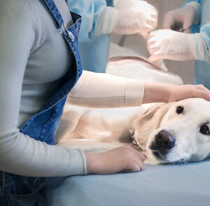Estudiar el curso de urgencias veterinarias