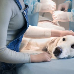 Estudiar el curso de urgencias veterinarias
