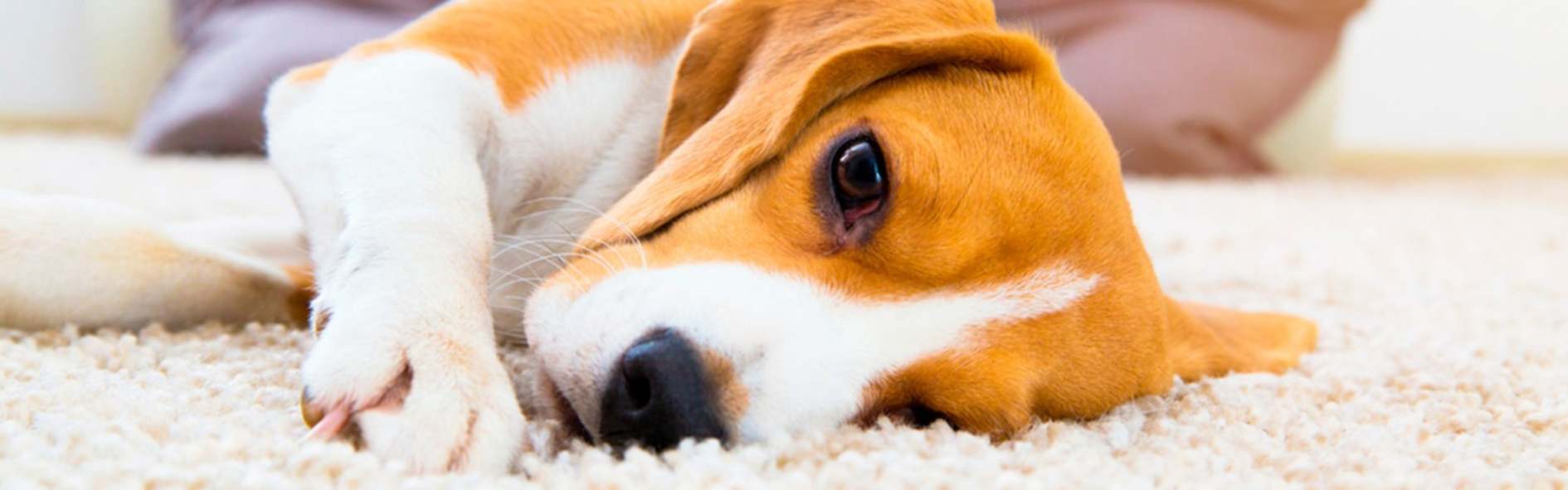 Conoce la leishmaniasis en perros y cómo prevenirla
