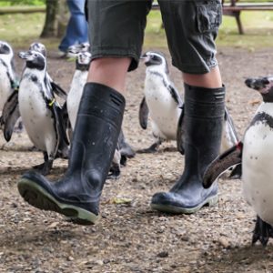 Fórmate con el Máster en Cuidado de Animales Salvajes en Zoológicos y Acuarios