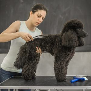 Cursa el Máster en Estética y Peluqueria Canina y Felina y aprende todas las técnicas