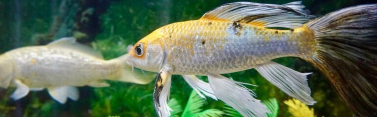 Descubre los peces de agua fría para acuario y que son fáciles de cuidar