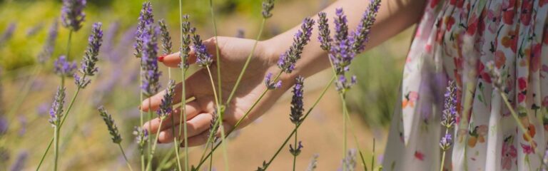 Conoce las plantas aromáticas que puedes tener en tu jardín